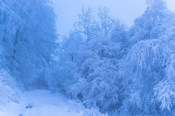 Árboles Cubiertos Nieve Bosque Brumoso — Foto de Stock