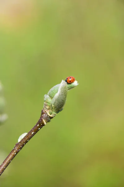 Close Van Een Vogel — Stockfoto