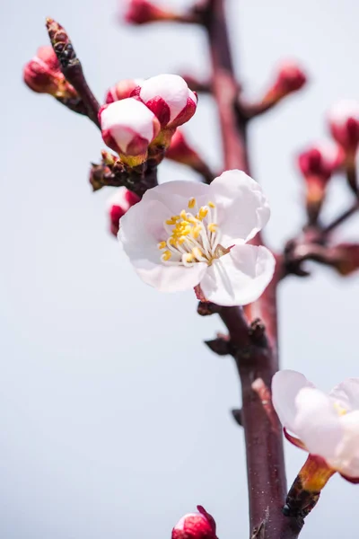 Cherry Tree Branch Blossoms Close — Stock Photo, Image