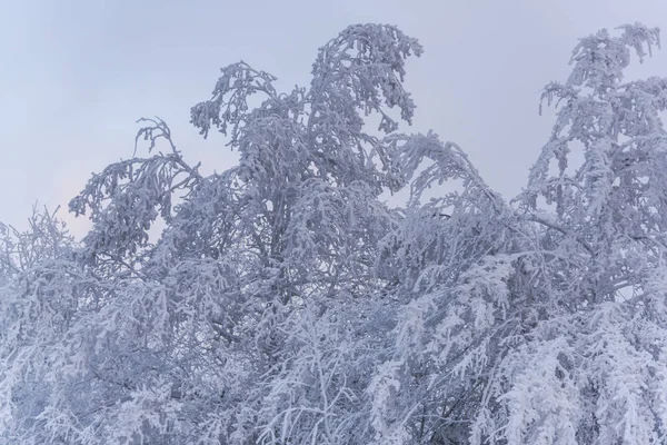 Γεμάτο Χιόνι Κάλυψε Δέντρα Στο Ομιχλώδες Δάσος — Φωτογραφία Αρχείου