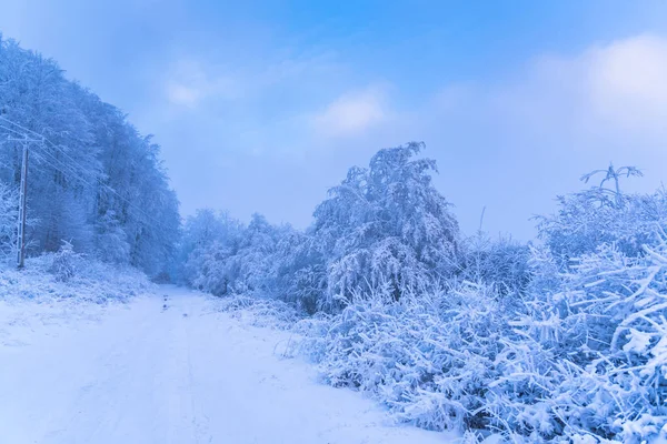 Árboles Cubiertos Nieve Bosque Brumoso —  Fotos de Stock