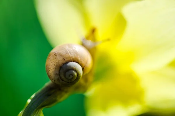 花のカタツムリの殻 — ストック写真