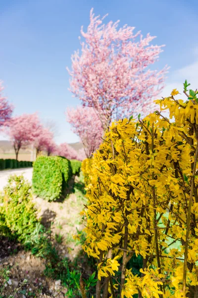Les Cerisiers Roses Fleurs Soleil — Photo