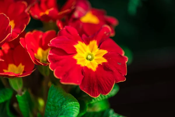 stock image Close up of amazing tender blooming flowers