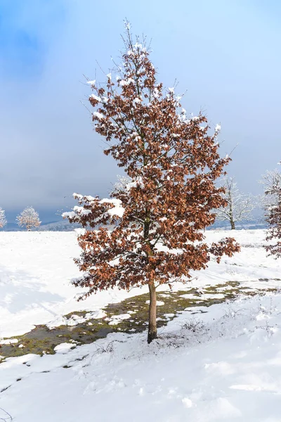 Snow Covered Trees Branches Wintry Forest — Stock fotografie