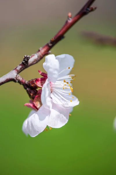 Cherry Tree Branch Blossoms Close — Stock Photo, Image