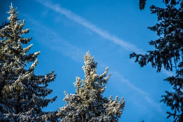 Karla kaplı ağaçlar ve dalları kış orman