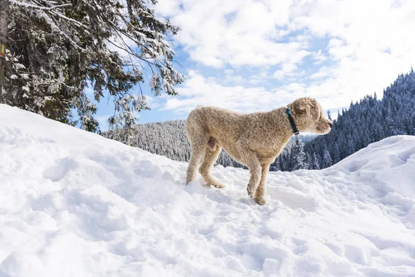 Niedlichen Weißen Kleinen Welpen Auf Schneebedecktem Hof Hintergrund — Stockfoto