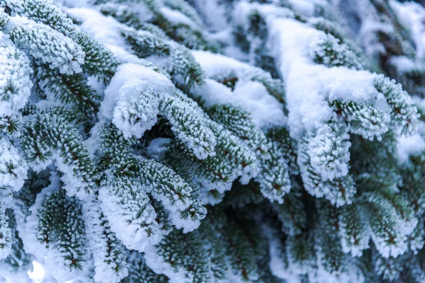 Snow Covered Trees Branches Wintry Forest — Zdjęcie stockowe