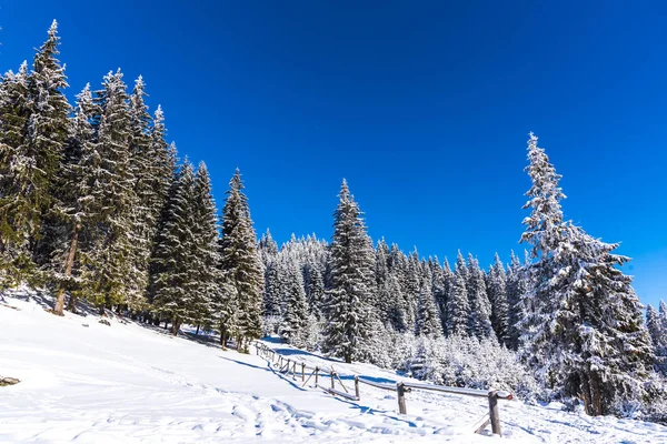 Karla kaplı ağaçlar ve dalları kış orman
