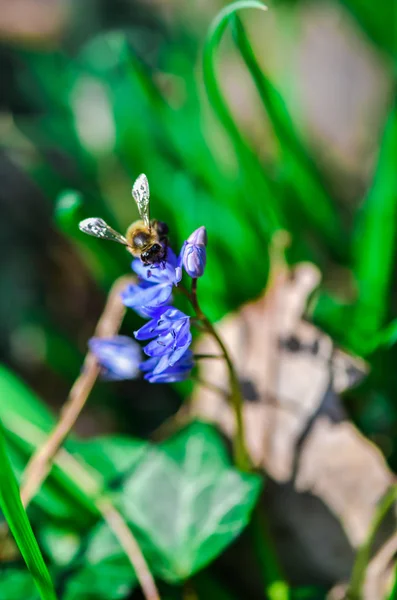 Nahaufnahme Von Erstaunlich Zarten Blühenden Blumen — Stockfoto