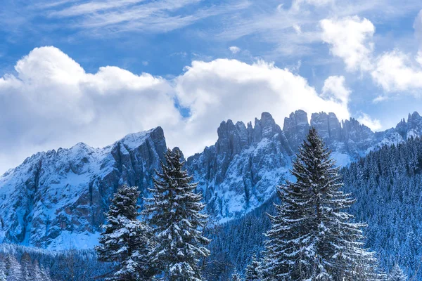 Árvores Nuas Cobertas Neve Galhos Floresta Invernal — Fotografia de Stock