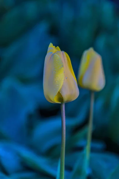 Close Van Verbazingwekkende Tedere Bloeiende Bloemen — Stockfoto