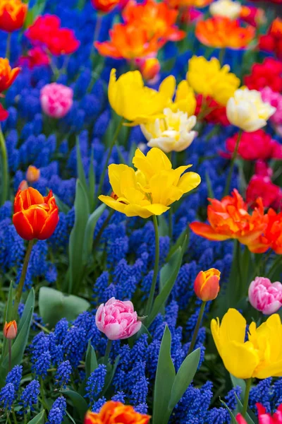 Zbliżenie Niesamowite Oferty Kwitnących Kwiatów — Zdjęcie stockowe