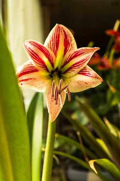 Şaşırtıcı ihale çiçek açan çiçekler yakın çekim