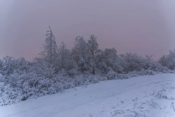 Árvores Cobertas Neve Galhos Floresta Invernal — Fotografia de Stock