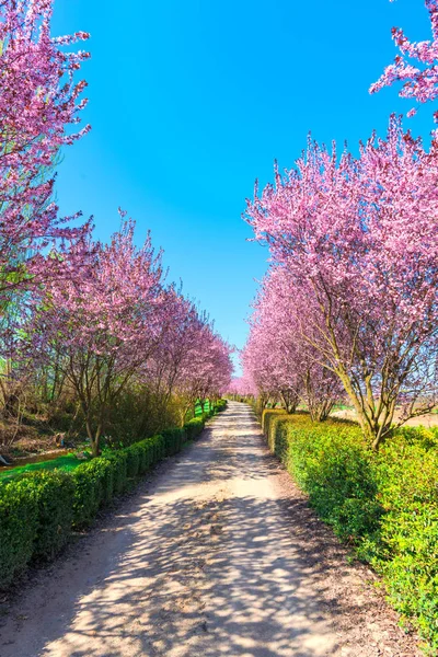 güneş ışığı altında pembe kiraz ağaçları çiçek açan