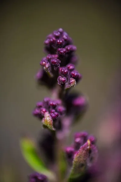 Close Van Verbazingwekkende Tedere Bloeiende Bloemen — Stockfoto