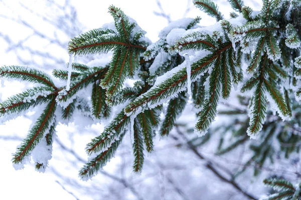 Snow Covered Trees Branches Wintry Forest — 图库照片