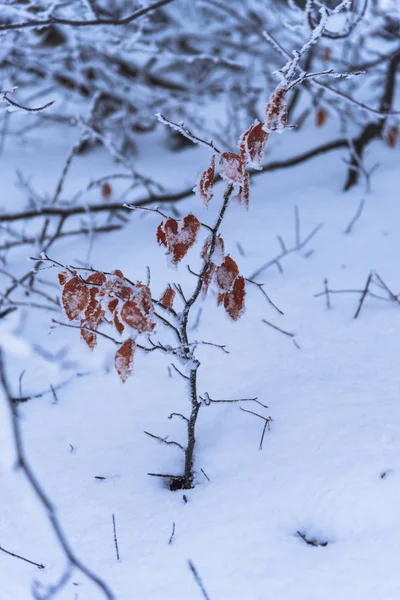 在寒冷的森林里被白雪覆盖的光秃秃的树木和树枝 — 图库照片