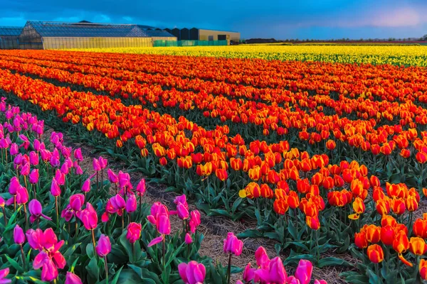 Вид Квітучі Тюльпани Ростуть Полі Плантації — стокове фото