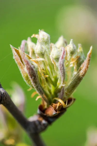 Mooie Magnolia Bloemen Close — Stockfoto