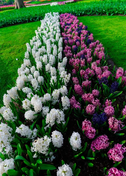 Close Van Verbazingwekkende Kleurrijke Bloeiende Bloemen — Stockfoto