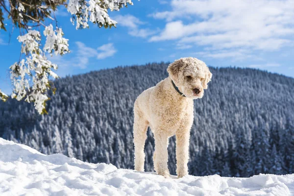 Cute White Little Puppy Snowy Yard Background — Stock Photo, Image