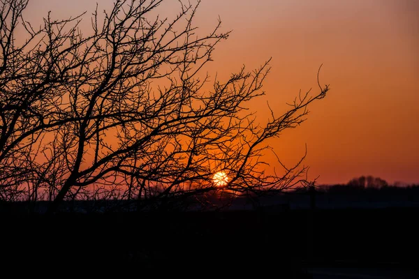 Céu Brilhante Por Sol Galhos Árvore — Fotografia de Stock