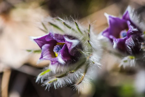 Zblízka Úžasné Nabídky Kvetoucích Květin — Stock fotografie