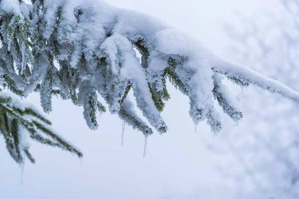 Alberi Rami Nudi Ricoperti Neve Nella Foresta Invernale — Foto Stock