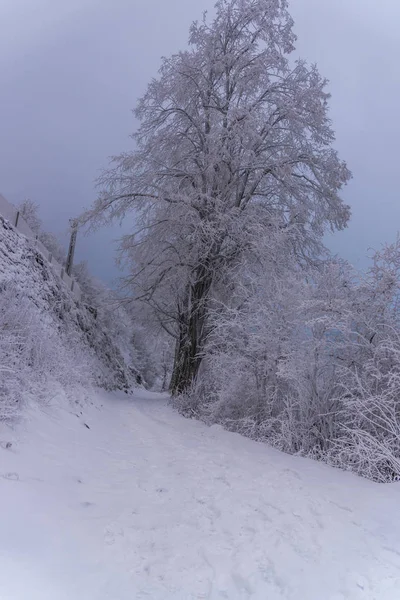 Árvores Cobertas Neve Galhos Floresta Invernal — Fotografia de Stock