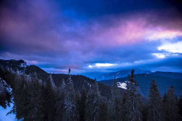çam ağaçları yukarıda mor bulutlu gökyüzü
