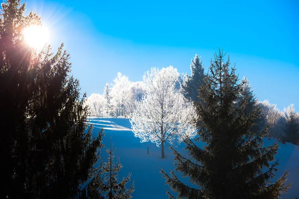 Alberi Rami Nudi Coperti Neve Sullo Sfondo Della Natura — Foto Stock