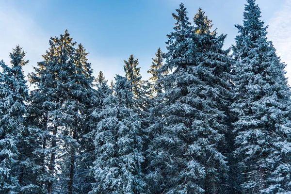 Çam ağaçları ve bulutlu gökyüzü arka plan şaşırtıcı doğa manzaralı