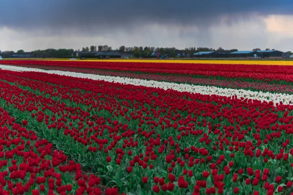 Weergave Van Bloeiende Tulpen Groeien Bij Plantage Veld — Stockfoto