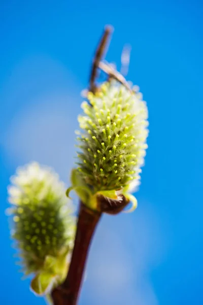 Close Life Van Een Mooie Cactus — Stockfoto