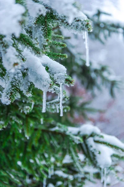 Havas Csupasz Fák Ágak Téli Erdőben — Stock Fotó