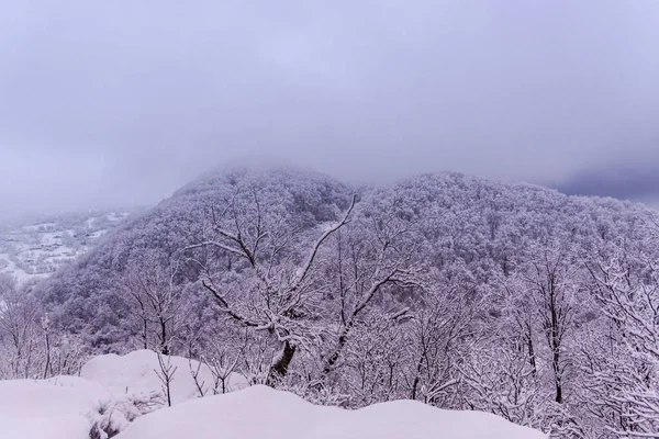 Karlı Ağaçlar Şaşırtıcı Doğa Manzaralı — Stok fotoğraf