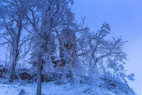 Arbres Branches Enneigés Dans Forêt Hivernale — Photo