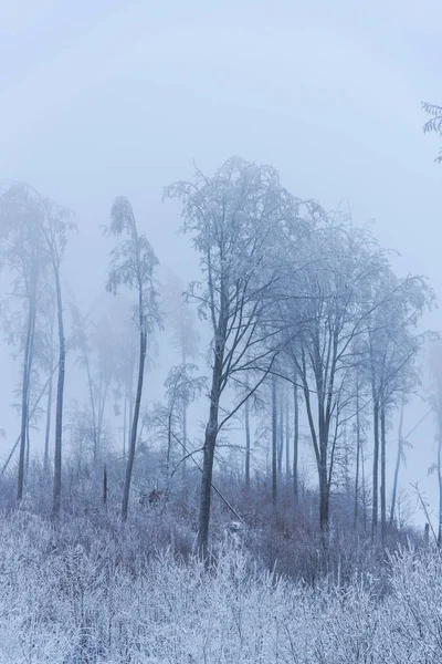 Arbres Couverts Neige Dans Forêt Brumeuse — Photo