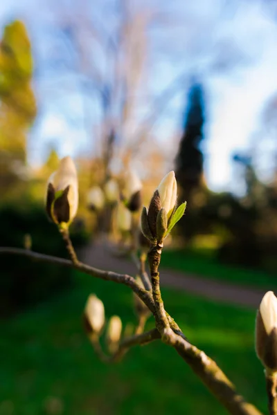Gros Plan Des Bourgeons Fleurs Magnolia — Photo
