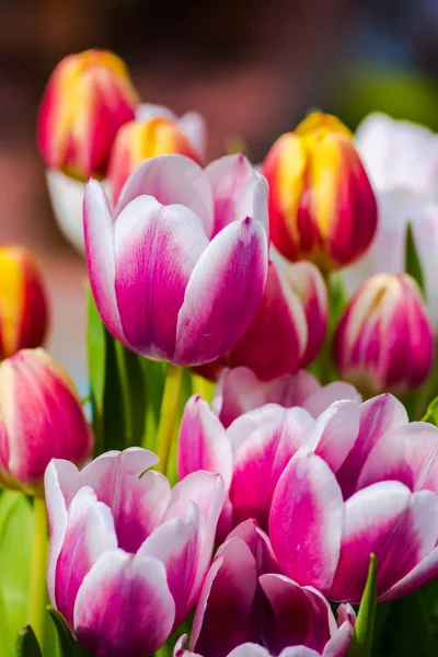 Zár Megjelöl Csodálatos Pályázat Virágzó Virágok — Stock Fotó