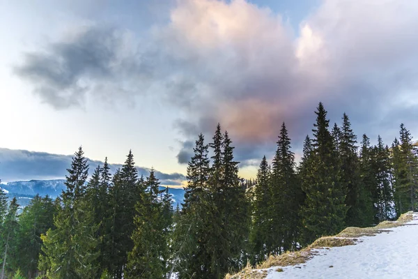 Increíble Vista Naturaleza Con Pinos Cielo Nublado — Foto de Stock