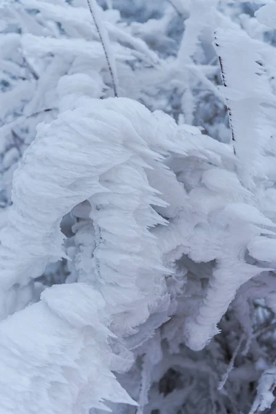 Galhos Árvore Congelados Fechar — Fotografia de Stock