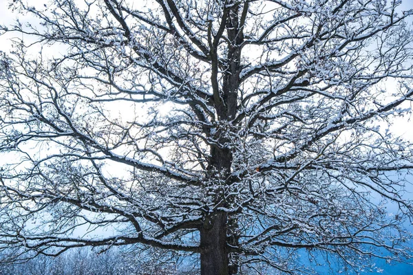 Snötäckta Kala Träd Och Grenar Vintrig Skog — Stockfoto