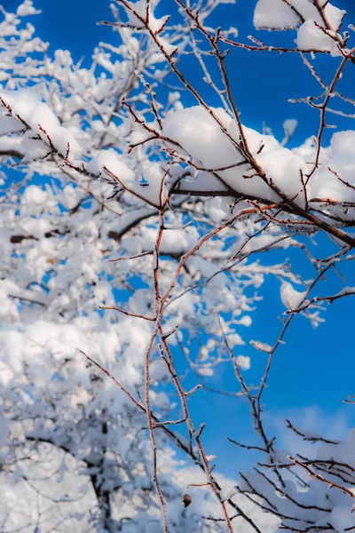 被白雪覆盖的光秃秃的树和分支在自然背景 — 图库照片