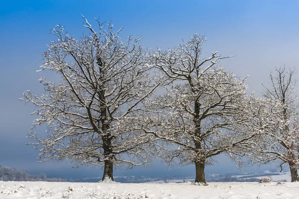 Snow Covered Trees Branches Wintry Forest — Zdjęcie stockowe