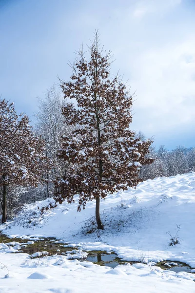 Vista Incrível Natureza Com Árvores Nevadas — Fotografia de Stock