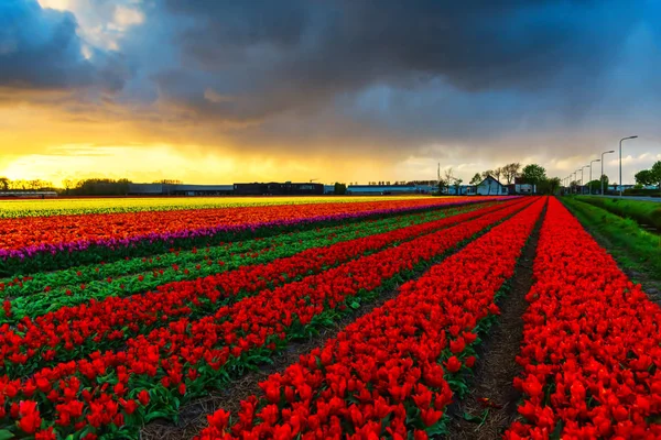 Vista Tulipani Fiore Che Crescono Campo Piantagione — Foto Stock